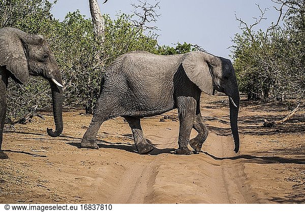Afrikanische Elefanten (Loxodonta) beim Überqueren der Straße. Chobe-Nationalpark. Botswana  Afrika.