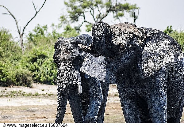 Afrikanische Elefanten (Loxodonta)  die im Chobe-Fluss baden. Teleobjektiv. Chobe-Nationalpark. Botswana  Afrika.