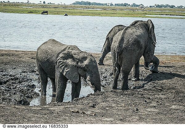 Afrikanische Elefanten (Loxodonta) genießen ein Schlammbad am Chobe-Fluss. Der Chobe-Nationalpark beherbergt die größte Konzentration von Elefanten in Afrika. Botswana  Afrika.