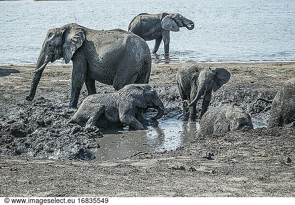 Afrikanische Elefanten (Loxodonta) genießen ein Schlammbad am Chobe-Fluss. Der Chobe-Nationalpark beherbergt die größte Konzentration von Elefanten in Afrika. Botswana  Afrika.