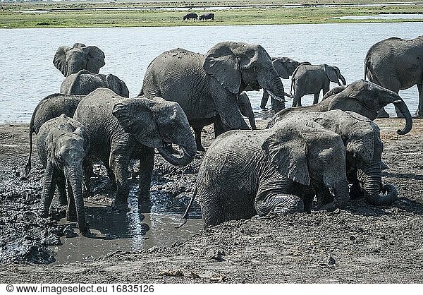 Afrikanische Elefanten (Loxodonta) klettern aus einer Schlammgrube. Chobe-Nationalpark  Heimat der größten Elefantenkonzentration in Afrika. Botswana  Afrika.