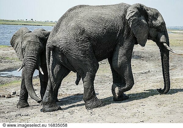 Afrikanische Elefanten (Loxodonta) nach ihren Schlammbädern. Chobe-Nationalpark  Heimat der größten Elefantenkonzentration in Afrika. Botswana  Afrika.
