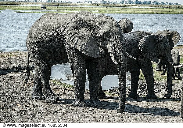 Afrikanische Elefanten (Loxodonta) nach ihren Schlammbädern. Chobe-Nationalpark  Heimat der größten Elefantenkonzentration in Afrika. Botswana  Afrika.