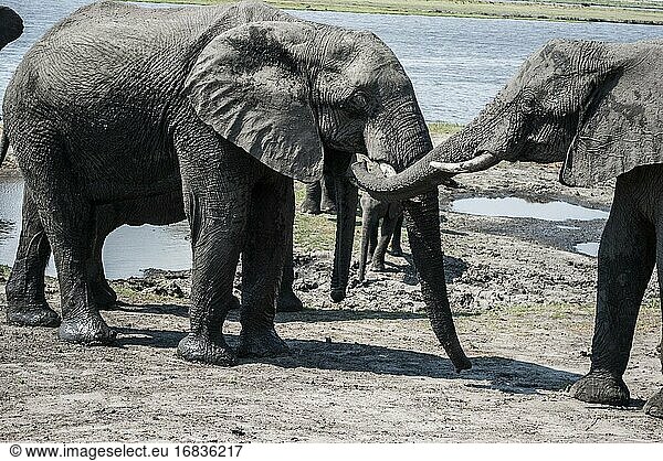 Afrikanische Elefanten (Loxodonta) nach ihren Schlammbädern. Chobe-Nationalpark  Heimat der größten Elefantenkonzentration in Afrika. Botswana  Afrika.