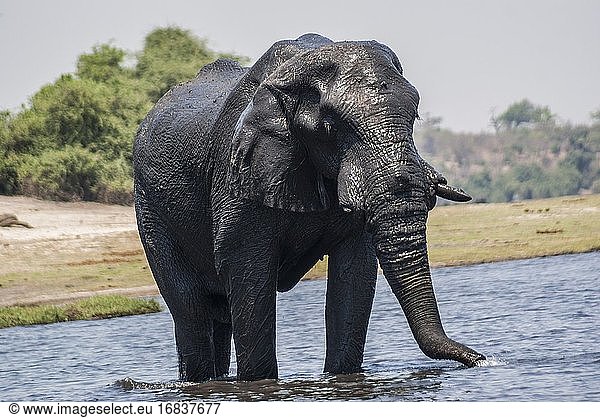 Afrikanische Elefanten (Loxodonta) schwimmen im Chobe-Fluss. Teleobjektiv. Chobe-Nationalpark. Botswana  Afrika.