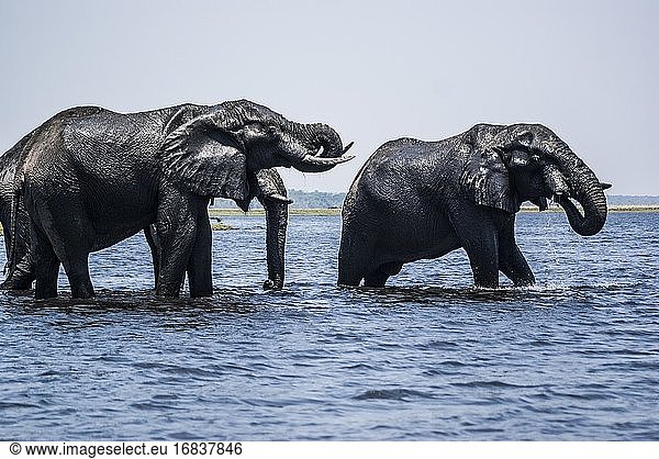 Afrikanische Elefanten (Loxodonta) schwimmen im Chobe-Fluss. Teleobjektiv. Chobe-Nationalpark. Botswana  Afrika.
