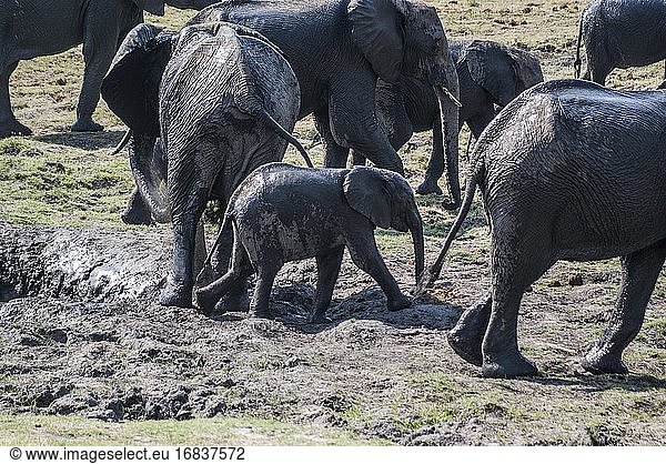 Afrikanische Elefanten (Loxodonta) verlassen Schlammgruben. Chobe-Nationalpark. Botswana  Afrika.