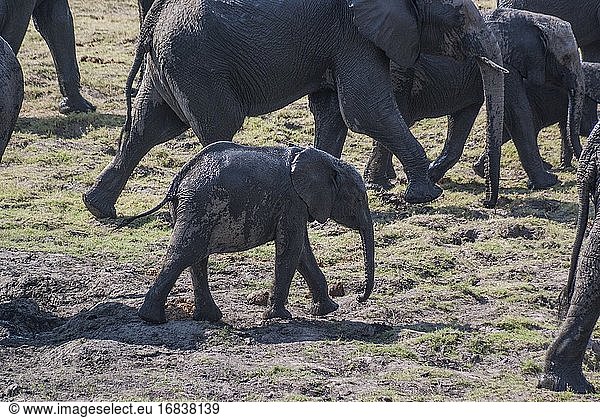 Afrikanische Elefanten (Loxodonta) verlassen Schlammgruben. Chobe-Nationalpark. Botswana  Afrika.