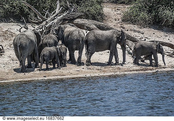 Afrikanische Elefanten (Loxodonta) versammelt am Chobe-Fluss. Teleobjektiv. Chobe-Nationalpark. Botswana  Afrika.