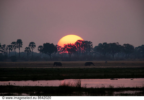 Afrikanische Elefanten  Okavango-Delta  Botswana