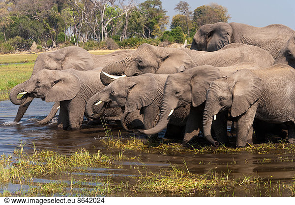 Afrikanische Elefanten  Okavango-Delta  Botswana