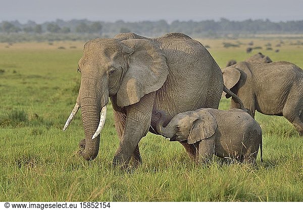 Afrikanische Elefantenmama und -baby in der Savanne