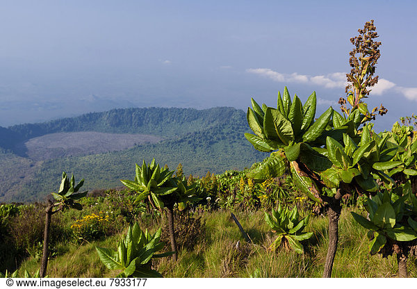 Afrikanische Hochlandvegetation an den Hängen des Vulkans Nyiragongo