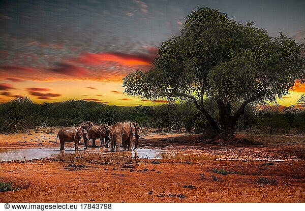 Afrikanische (Loxodonta africana) Elefantenfamilie  Muttertier mit Jungtieren am wasserloch  Landschaftsaufnahme im Sonnenuntergang  Kenia  Afrika
