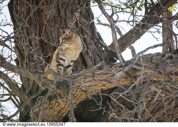 Afrikanische Wildkatze (Felis lybica) sitzt im Baum  Kgalagadi Transfrontier Park  Nordkap Provinz  Südafrika