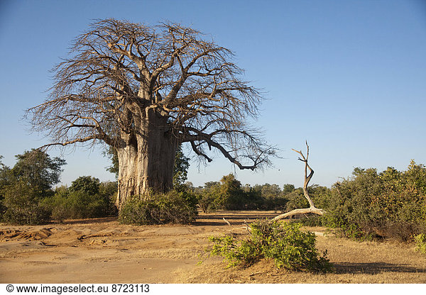 Afrikanischer Affenbrotbaum (Adansonia digitata) in Buschlandschaft Lower Zambezi Sambia