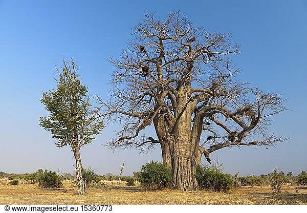 Afrikanischer Affenbrotbaum (Adansonia digitata)  Savanne  Südlicher Luangwa-Nationalpark  Sambia  Afrika