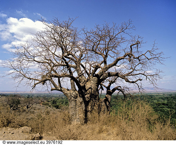Afrikanischer Affenbrotbaum (Adansonia digitata)  Tansania  Afrika