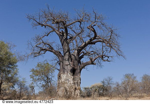 Afrikanischer Affenbrotbaum Baobab (Adansonia digitata) in der Pafuri-Region des Krüger-Nationalpark Südafrika Afrika