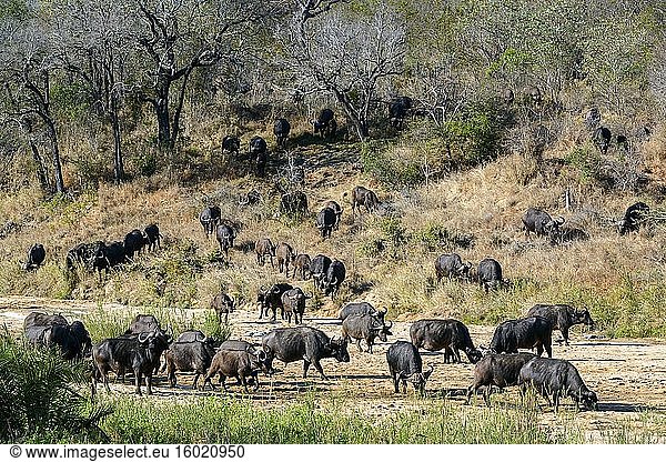 Afrikanischer Büffel  auch bekannt als Kap-Büffel (Syncerus caffer) im Mbyamiti River. Südlicher Krüger-Nationalpark. Mpumalanga. Süd Afrika.