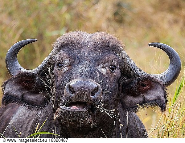 Afrikanischer Büffel oder Kapbüffel (Syncerus caffer) Porträt. Mpumalanga. Süd Afrika.