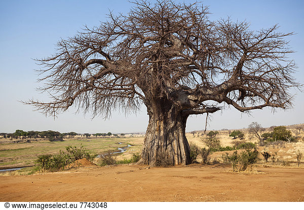 Afrikanischer Baobab oder Afrikanischer Affenbrotbaum (Adansonia digitata),  Savanne