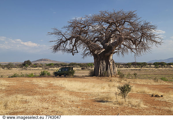 Afrikanischer Baobab oder Afrikanischer Affenbrotbaum (Adansonia digitata)  Safarifahrzeug  Savanne