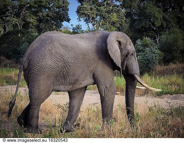 Afrikanischer Buschelefant (Loxodonta africana)  auch Afrikanischer Savannenelefant genannt. Mpumalanga. Südafrika.