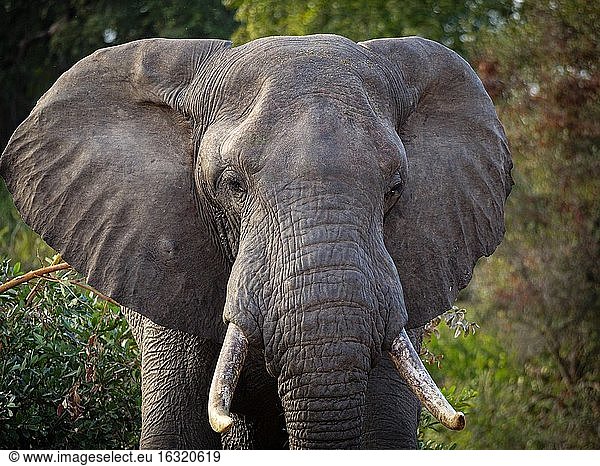 Afrikanischer Buschelefant (Loxodonta africana)  auch Afrikanischer Savannenelefant genannt. Mpumalanga. Südafrika.