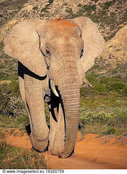 Afrikanischer Buschelefant (Loxodonta africana)  auch Afrikanischer Savannenelefant genannt. Ostkap. Süd Afrika.