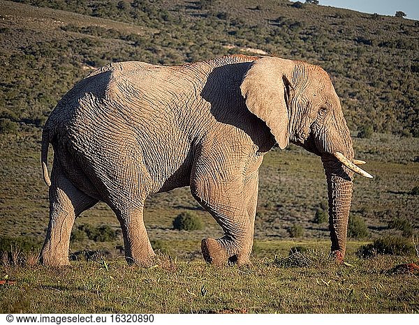 Afrikanischer Buschelefant (Loxodonta africana)  auch Afrikanischer Savannenelefant genannt. Ostkap. Süd Afrika.