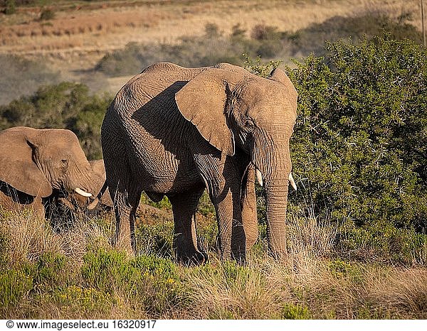 Afrikanischer Buschelefant (Loxodonta africana)  auch Afrikanischer Savannenelefant genannt. Ostkap. Süd Afrika.