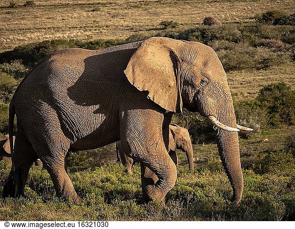 Afrikanischer Buschelefant (Loxodonta africana)  auch Afrikanischer Savannenelefant genannt. Ostkap. Süd Afrika.