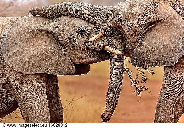 Afrikanischer Buschelefant (Loxodonta africana)  der mit einem Ast spielt. Madikwe-Wildreservat. Nordwest-Provinz. Südafrika.