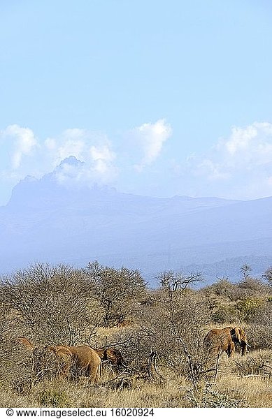 Afrikanischer Buschelefant (Loxodonta africana) mit dem Berg (MT) Mawenzi (in Tansania) im Hintergrund. Satao Elerai Conservancy. In der Nähe des Amboseli-Nationalparks. Kenia.
