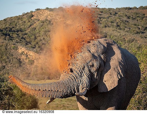 Afrikanischer Buschelefant (Loxodonta africana) oder afrikanischer Savannenelefant beim Staubbad. Ostkap. Süd Afrika.