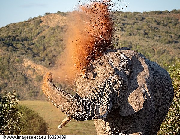 Afrikanischer Buschelefant (Loxodonta africana) oder afrikanischer Savannenelefant beim Staubbad. Ostkap. Südafrika.