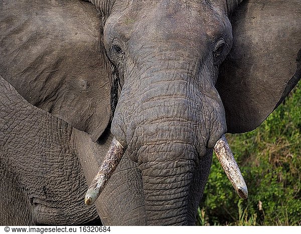Afrikanischer Buschelefant (Loxodonta africana)  oder Afrikanischer Savannenelefant. Mpumalanga. Südafrika.