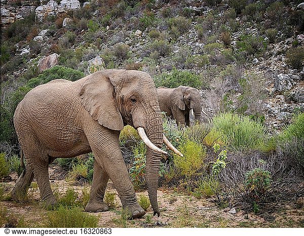 Afrikanischer Buschelefant oder Afrikanischer Savannen-Elefant (Loxodonta africana). Westkap. Süd Afrika.