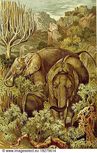 Afrikanischer Elefant  auch Afrikanischer Steppenelefant (Loxodonta africana) oder Afrikanischer Buschelefant  Historisch  digital restaurierte Reproduktion von einer Vorlage aus dem 18. Jahrhundert