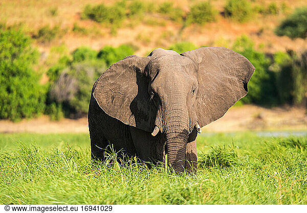 Afrikanischer Elefant bei der Fütterung im Chobe National Park  Botswana.