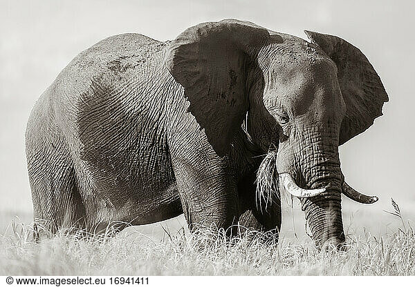 Afrikanischer Elefant bei der Fütterung im Chobe National Park  Botswana.