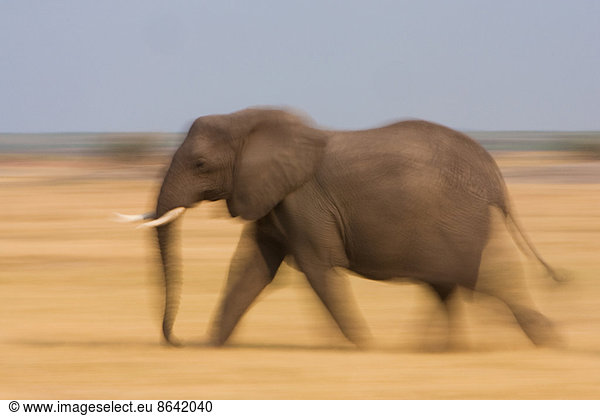 Afrikanischer Elefant  Botswana