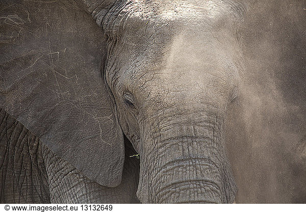 Afrikanischer Elefant im Serengeti-Nationalpark