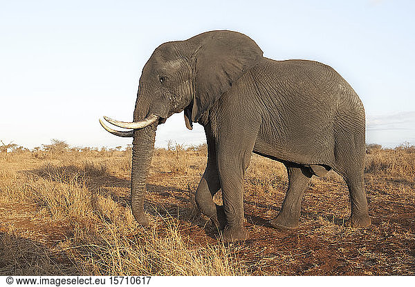 Afrikanischer Elefant  Krüger-Nationalpark  Südafrika