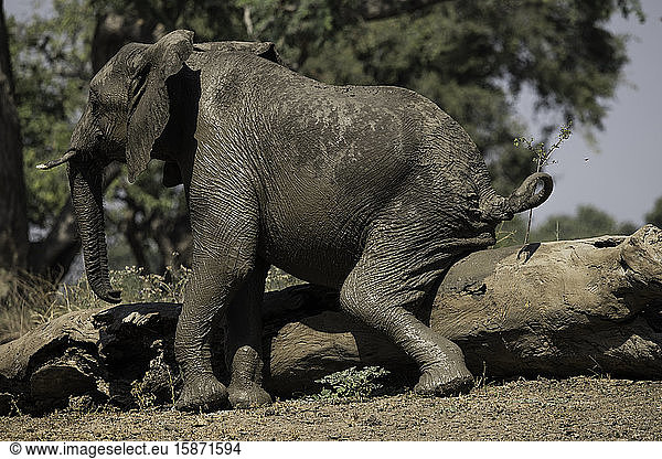 Afrikanischer Elefant kratzt sich an einem Baumstamm  South Luangwa National Park  Sambia  Afrika