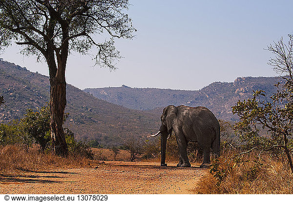 Afrikanischer Elefant läuft auf Feld gegen klaren Himmel