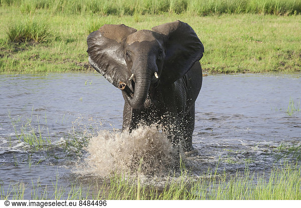 Afrikanischer Elefant (Loxodonta africana) an einer Wasserstelle  Chobe Waterfront  Chobe Nationalpark  Botswana