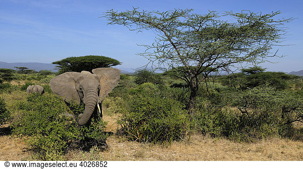Afrikanischer Elefant (Loxodonta africana)  Bulle in der Landschaft  Samburu National Reserve  Kenia  Ostafrika  Afrika