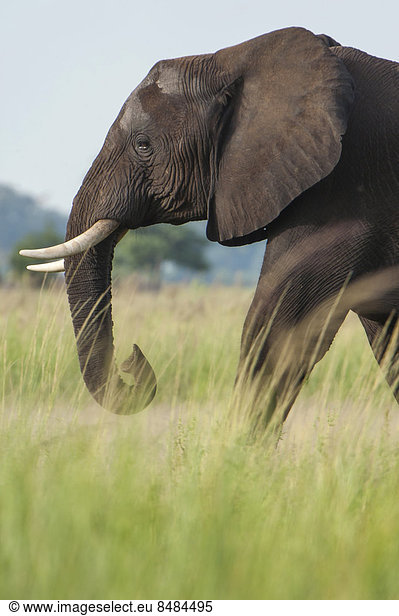 Afrikanischer Elefant (Loxodonta africana)  Chobe Waterfront  Chobe Nationalpark  Botswana